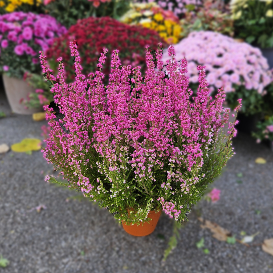 Bruyère fuchsia