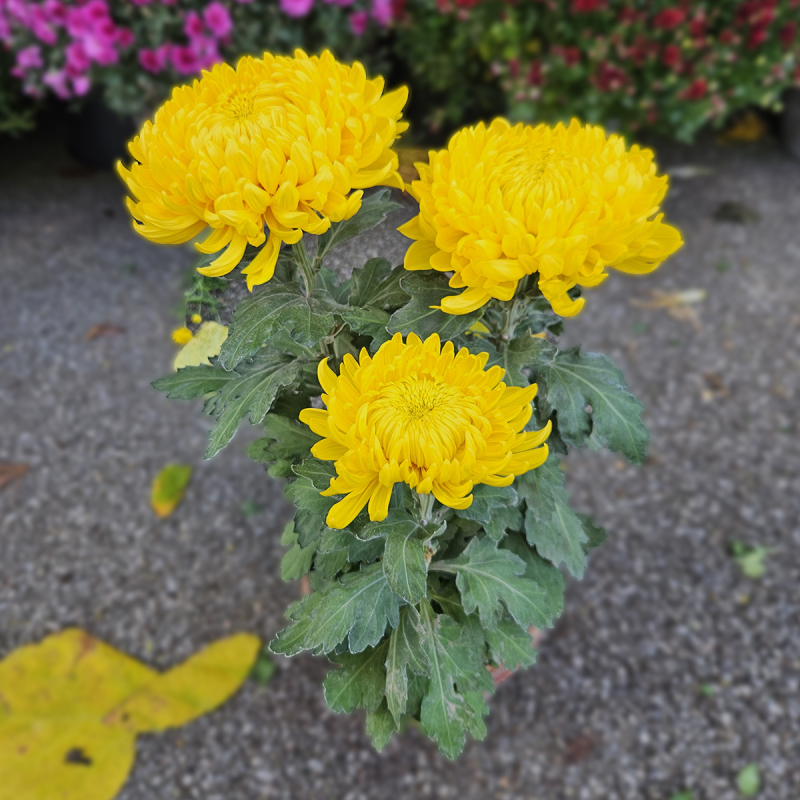 Chrysanthème GT jaune Chrysanthème GT jaune