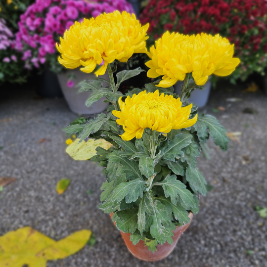 Chrysanthème GT jaune Chrysanthème GT jaune