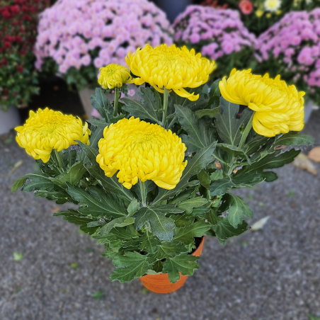 Chrysanthème GT jaune