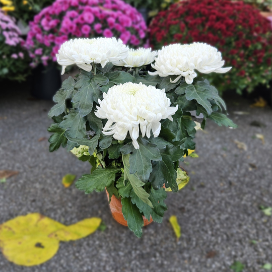 Chrysanthème GT blanc