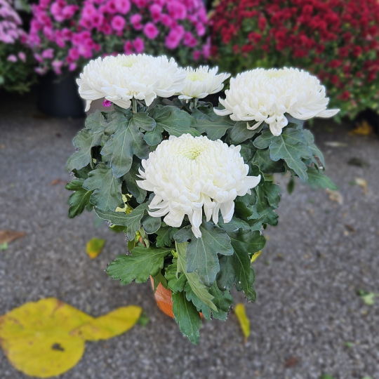 Chrysanthème GT blanc Chrysanthème GT blanc
