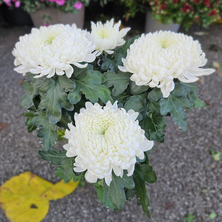 Chrysanthème GT blanc