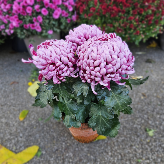 Chrysanthème GT violine