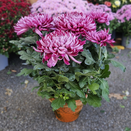 Chrysanthème GT violine