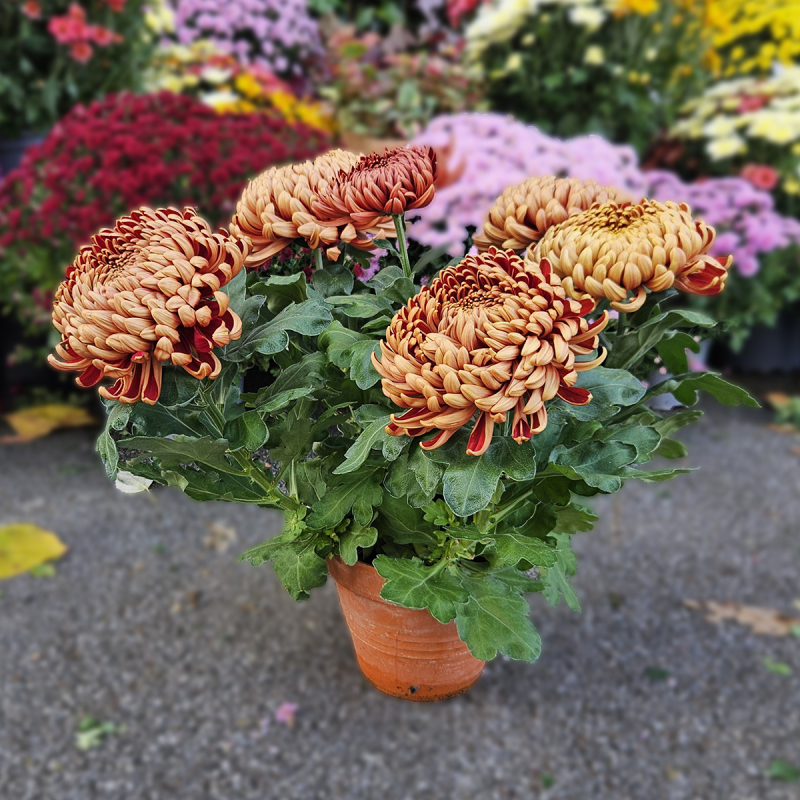 Chrysanthème GT mordoré Chrysanthème GT mordoré