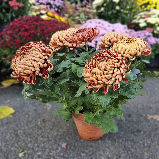 Chrysanthème GT mordoré Chrysanthème GT mordoré