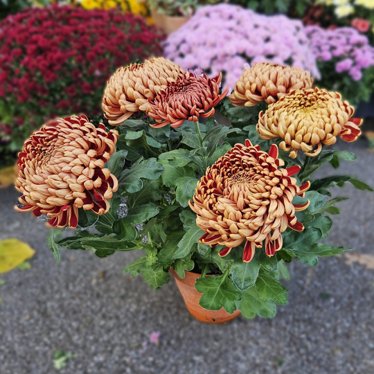 Chrysanthème GT mordoré Chrysanthème GT mordoré