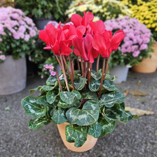 Cyclamen rouge