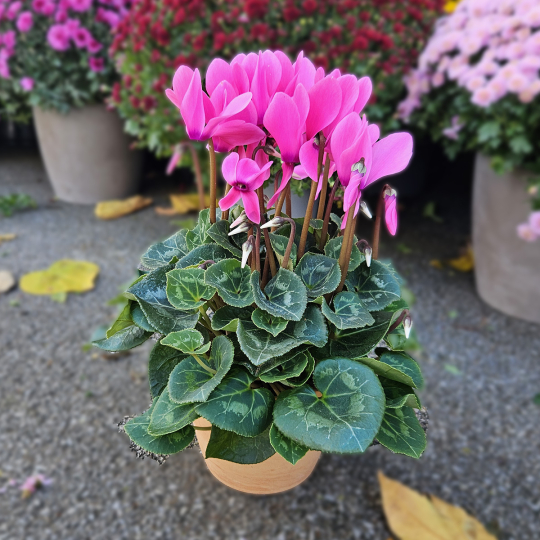 Cyclamen rose