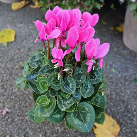 Cyclamen rose