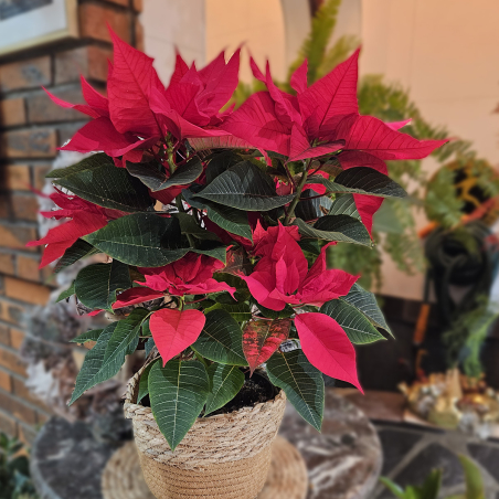 Poinsettia (grand)