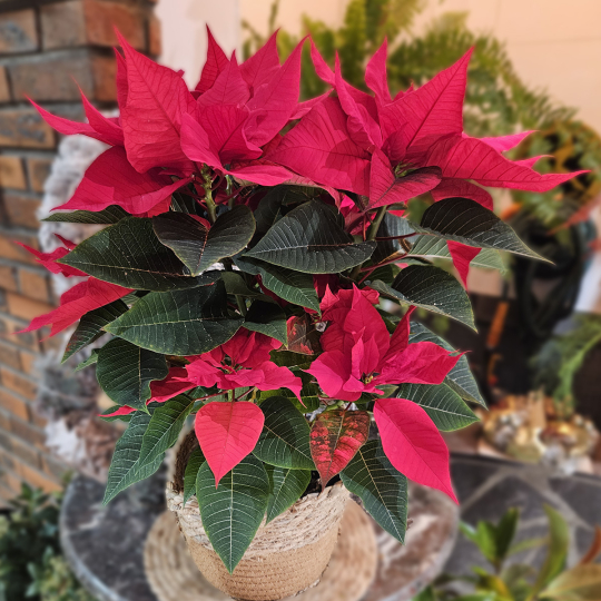 Poinsettia (grand)