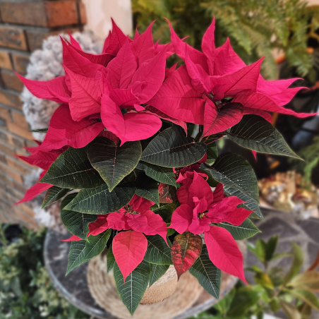 Poinsettia (grand)