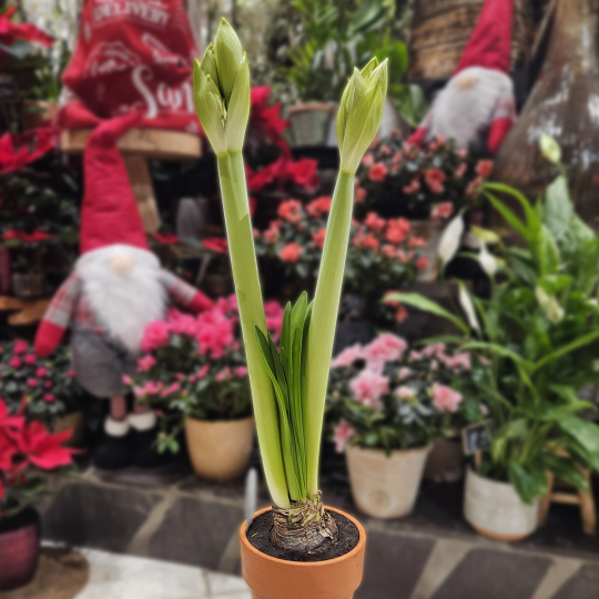 Bulbe d'Amaryllis blanc