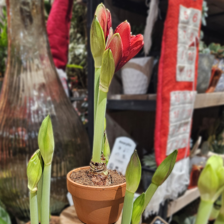 Bulbe d'Amaryllis