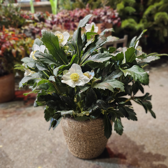 Hellébore blanche (grande)