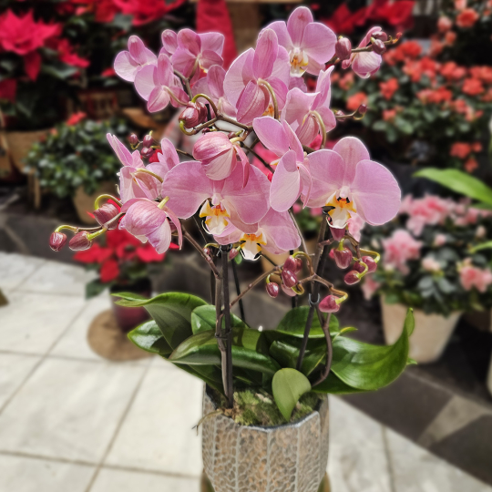 Orchidée 4 branches