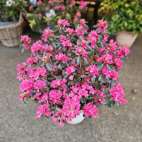 Azalée rustique