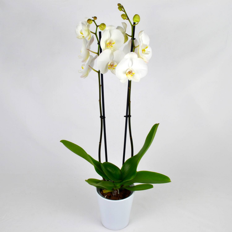 Orchidée blanche 2 branches Orchidée blanche 2 branches
