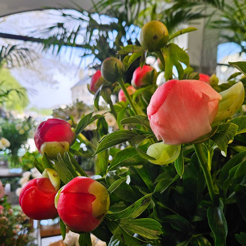 Pivoine Coral Sunset Pivoine Coral Sunset