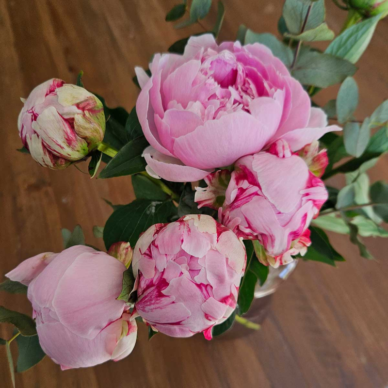 Pivoine Sarah Bernhardt Pivoine Sarah Bernhardt