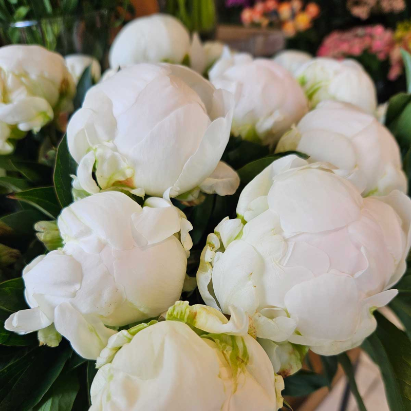 Pivoine Bowl of Cream Pivoine Bowl of Cream