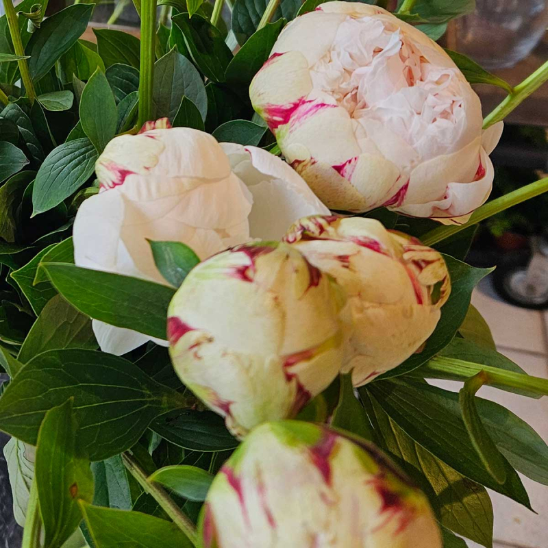 Pivoine Odile Pivoine Odile