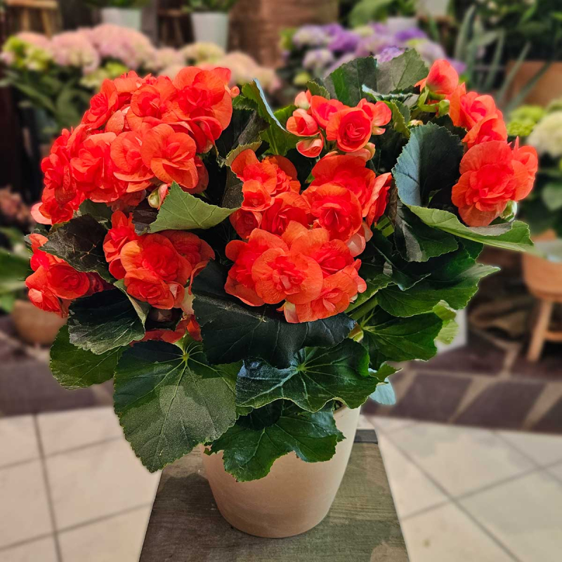 Bégonia Bégonia