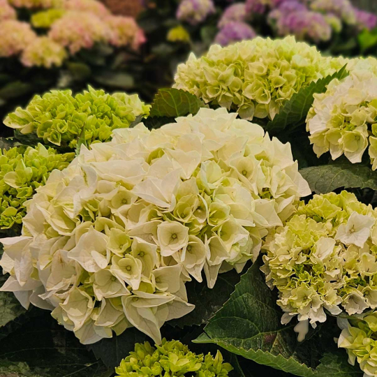 Hortensia blanc