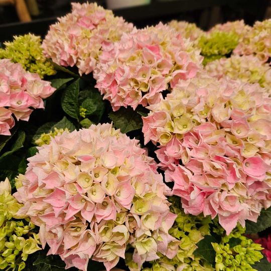 Hortensia rose