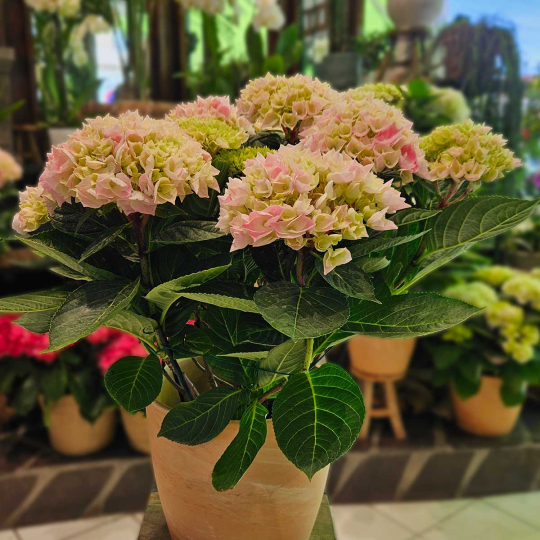 Hortensia rose