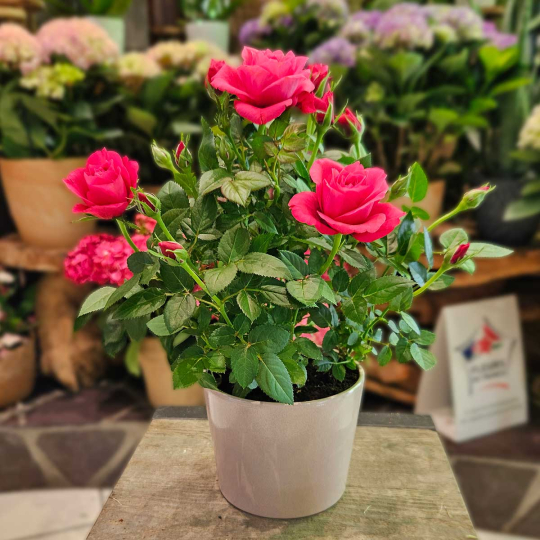 Petit rosier rose