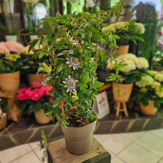 Passiflore