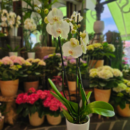 Orchidée blanche