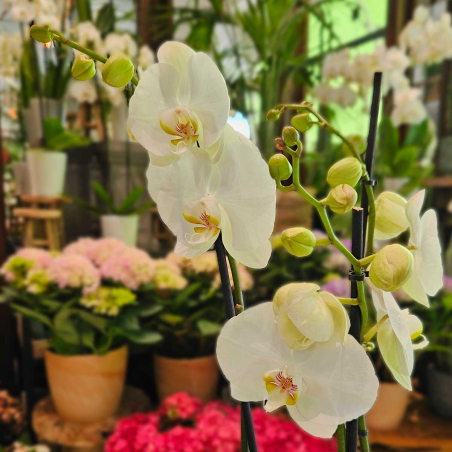 Orchidée blanche