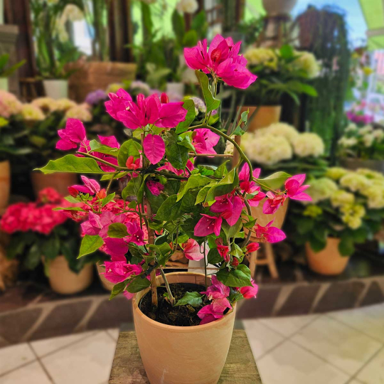 Bougainvillier