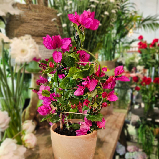 Bougainvillier