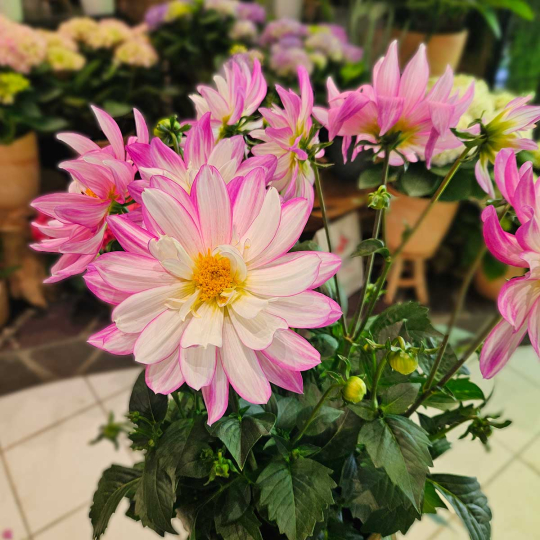 Dahlia rose et blanc