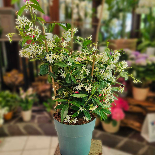 Jasmin étoilé 80 cm