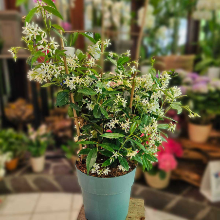 Jasmin étoilé 80 cm