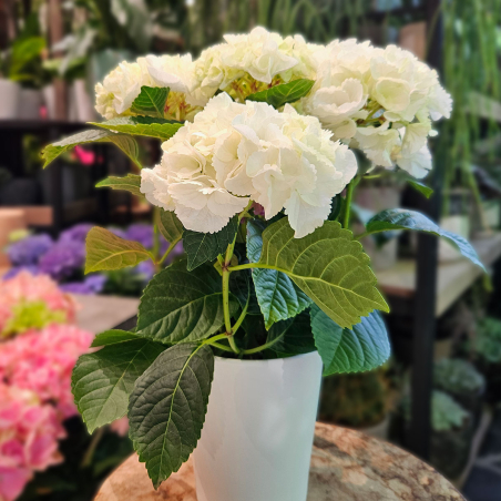 Hortensia blanc en pot