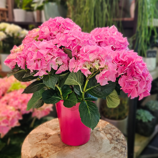 Hortensia rose en pot