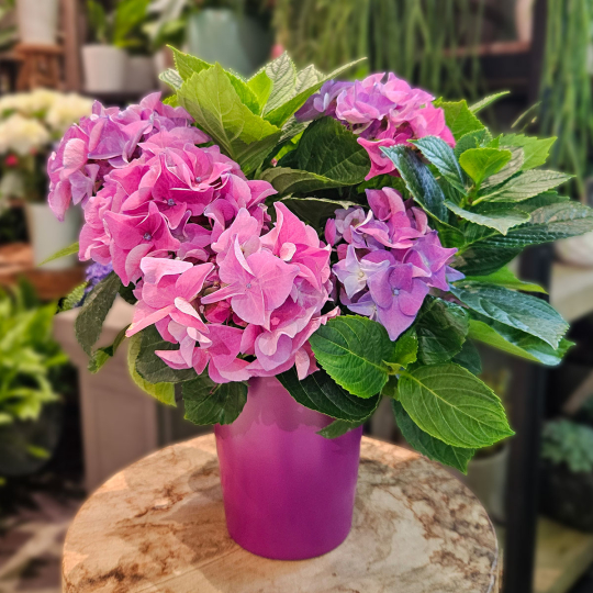 Hortensia violet en pot