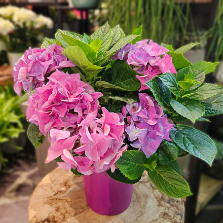 Hortensia violet en pot