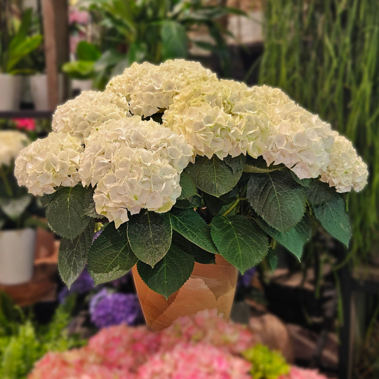 Grand Hortensia blanc