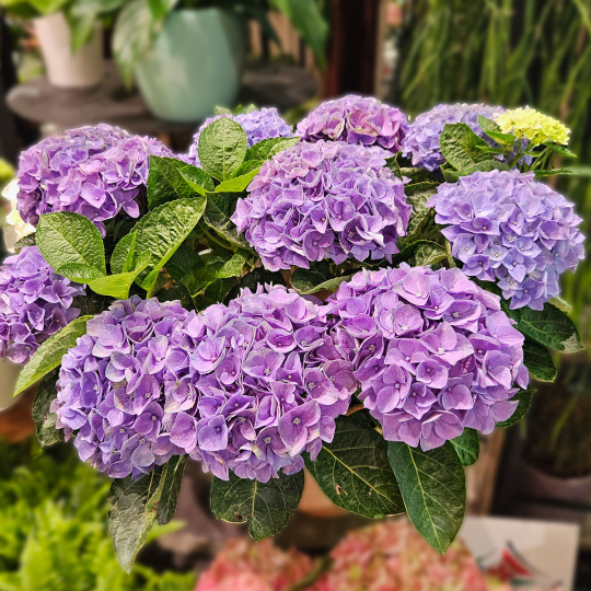 Grand Hortensia bleu