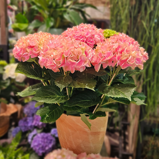 Grand Hortensia rose