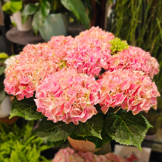 Grand Hortensia rose