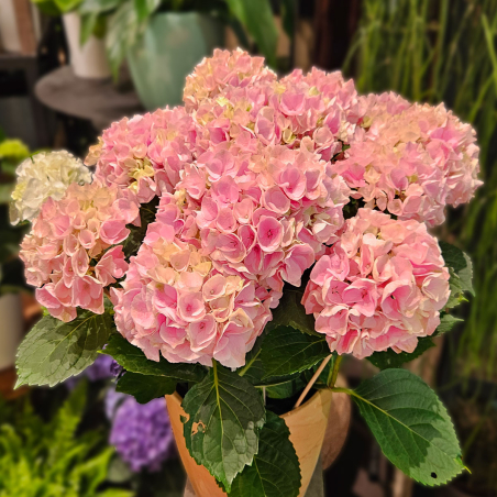Grand Hortensia rose pâle